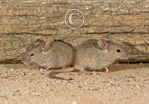 House Mice DM0587